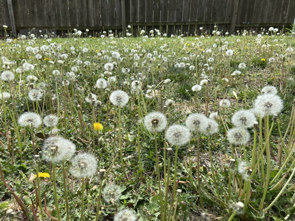 Dandelions in green grass